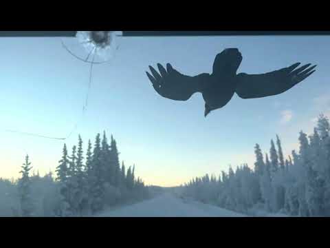 Rabe fliegt minutenlang vor fahrendem Auto mit lyteCache.php?origThumbUrl=https%3A%2F%2Fi.ytimg.com%2Fvi%2F-Eu_3j8-uwM%2Fhqdefault 