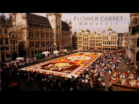 Blumenblüten-Mosaik-Entstehung im Tilt-Shift-Video lyteCache.php?origThumbUrl=https%3A%2F%2Fi.ytimg.com%2Fvi%2F-QlAjtTDOD0%2Fhqdefault 