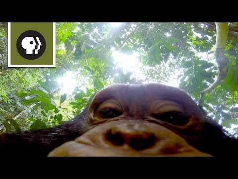 Schimpanse klettert mit GoPro-Kamera lyteCache.php?origThumbUrl=https%3A%2F%2Fi.ytimg.com%2Fvi%2F-vy_wbZ9MdM%2Fhqdefault 