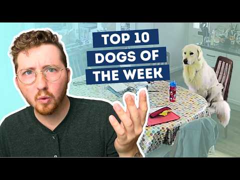 Fluff der Woche (98) lyteCache.php?origThumbUrl=https%3A%2F%2Fi.ytimg.com%2Fvi%2F0UA23w_c034%2Fhqdefault 