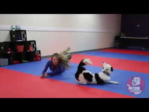 Klasse Tanzroutine mit Hund lyteCache.php?origThumbUrl=https%3A%2F%2Fi.ytimg.com%2Fvi%2F1GPC-XvPV4o%2Fhqdefault 
