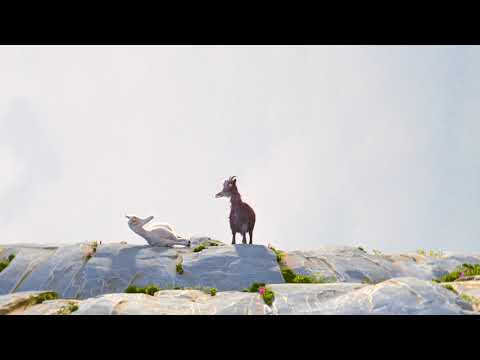 Die Legende von der Ziege, die die wahre Bedeutung des Berges kannte lyteCache.php?origThumbUrl=https%3A%2F%2Fi.ytimg.com%2Fvi%2F1GS0l6V75VQ%2Fhqdefault 