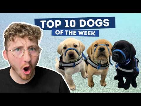 Fluff der Woche (58) lyteCache.php?origThumbUrl=https%3A%2F%2Fi.ytimg.com%2Fvi%2F1fhsiyY1X5Y%2F0 