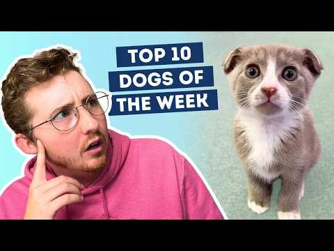 Fluff der Woche (102) lyteCache.php?origThumbUrl=https%3A%2F%2Fi.ytimg.com%2Fvi%2F1pl7_N06Qms%2Fhqdefault 