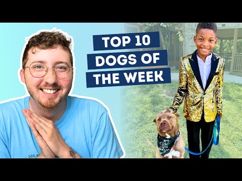 Fluff der Woche (96) lyteCache.php?origThumbUrl=https%3A%2F%2Fi.ytimg.com%2Fvi%2F27_GNdfsGP0%2Fhqdefault 