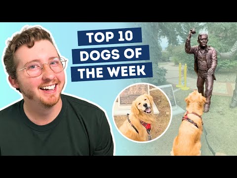 Fluff der Woche (108) lyteCache.php?origThumbUrl=https%3A%2F%2Fi.ytimg.com%2Fvi%2F284rutaMIV4%2Fhqdefault 