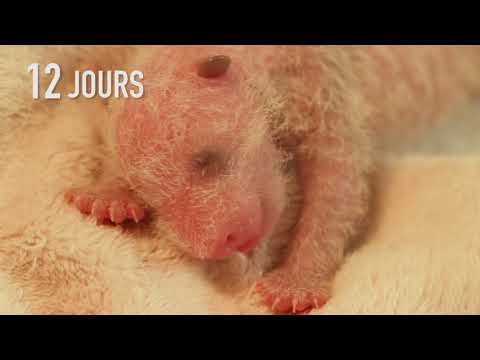 Die ersten 30 Tage im Leben eines Pandababys lyteCache.php?origThumbUrl=https%3A%2F%2Fi.ytimg.com%2Fvi%2F2OkGUH94PKw%2Fhqdefault 