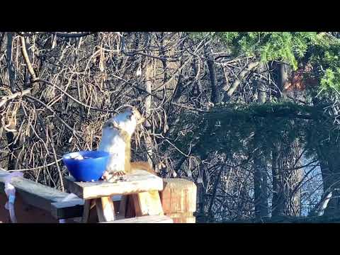 Montagsgefühle lyteCache.php?origThumbUrl=https%3A%2F%2Fi.ytimg.com%2Fvi%2F2bbXICmvSUs%2F0 