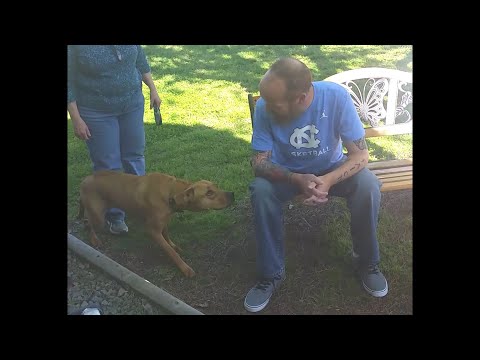 Hund erkennt 25kg leichteres Herrchen erst nicht und dreht dann vor Freude durch lyteCache.php?origThumbUrl=https%3A%2F%2Fi.ytimg.com%2Fvi%2F3AEfqJVtOzk%2Fhqdefault 