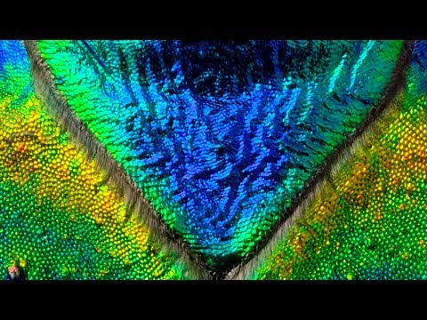 Zeitlupenaufnahmen abhebender Flugkäfer lyteCache.php?origThumbUrl=https%3A%2F%2Fi.ytimg.com%2Fvi%2F3heOztPGo3g%2F0 