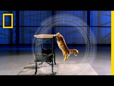 Wie können Katzen so verdammt hoch springen? lyteCache.php?origThumbUrl=https%3A%2F%2Fi.ytimg.com%2Fvi%2F3kgx2snn30M%2F0 