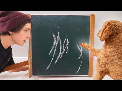 Hund schreibt seinen eigenen Namen lyteCache.php?origThumbUrl=https%3A%2F%2Fi.ytimg.com%2Fvi%2F4GkytPLflGM%2Fhqdefault 