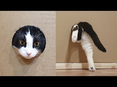 Wie klein kann das Loch werden, dass die Katze noch durch passt? lyteCache.php?origThumbUrl=https%3A%2F%2Fi.ytimg.com%2Fvi%2F5Cdv932eoU0%2Fhqdefault 