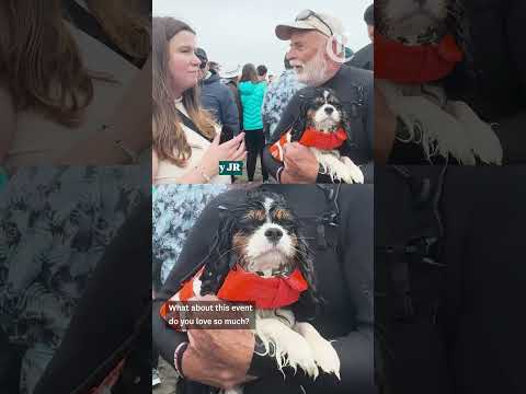 Weltmeisterschaft im Hundesurfen lyteCache.php?origThumbUrl=https%3A%2F%2Fi.ytimg.com%2Fvi%2F5FGkr9ynzL4%2Fhqdefault 