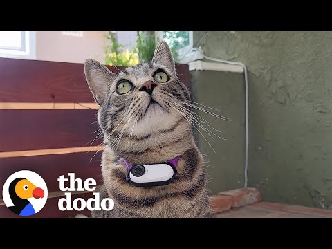 Fluff der Woche (99) lyteCache.php?origThumbUrl=https%3A%2F%2Fi.ytimg.com%2Fvi%2F5cLpryrZ4FA%2Fhqdefault 