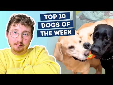 Fluff der Woche (94) lyteCache.php?origThumbUrl=https%3A%2F%2Fi.ytimg.com%2Fvi%2F5lssOaM3mNw%2Fhqdefault 