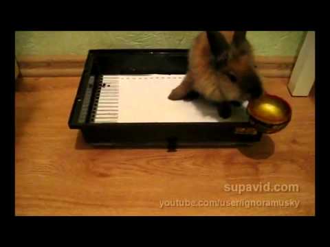 Hase möchte keine Schale. lyteCache.php?origThumbUrl=https%3A%2F%2Fi.ytimg.com%2Fvi%2F6ugfFwy5GgU%2F0 