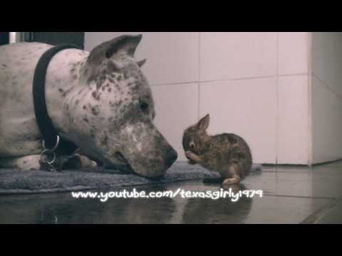 Liebe: Bulldoge schleckt Baby-Hasen ab lyteCache.php?origThumbUrl=https%3A%2F%2Fi.ytimg.com%2Fvi%2F75GEzD6wh8o%2Fhqdefault 