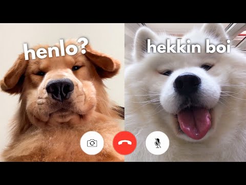 Hunde facetimen miteinander lyteCache.php?origThumbUrl=https%3A%2F%2Fi.ytimg.com%2Fvi%2F7Pz2kzan9Ao%2Fhqdefault 