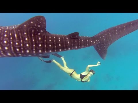Mit Walhaien schwimmen lyteCache.php?origThumbUrl=https%3A%2F%2Fi.ytimg.com%2Fvi%2F8IJFJDrY2CY%2Fhqdefault 