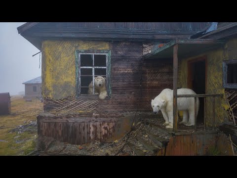Eisbären haben verlassene Wetterstation in Russland bezogen lyteCache.php?origThumbUrl=https%3A%2F%2Fi.ytimg.com%2Fvi%2F9JHyUieKqoU%2Fhqdefault 