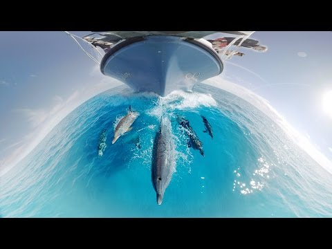 Per 360°-Video mit Delphinen schwimmen lyteCache.php?origThumbUrl=https%3A%2F%2Fi.ytimg.com%2Fvi%2F9_XPYtyiMWE%2Fhqdefault 