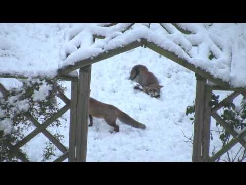 Füchse spielen im Schnee lyteCache.php?origThumbUrl=https%3A%2F%2Fi.ytimg.com%2Fvi%2FA8SJK6Iioqc%2Fhqdefault 