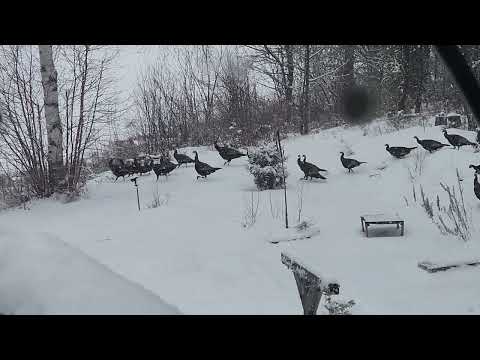 Fluff der Woche (77) lyteCache.php?origThumbUrl=https%3A%2F%2Fi.ytimg.com%2Fvi%2FAH6codZX38U%2F0 