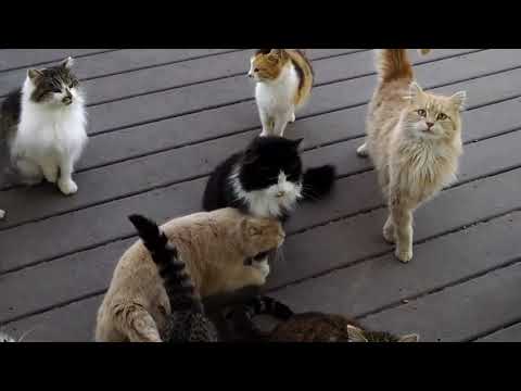 Katzen, die wie Arnold Schwarzenegger klingen lyteCache.php?origThumbUrl=https%3A%2F%2Fi.ytimg.com%2Fvi%2FAM6jxQophUE%2Fhqdefault 
