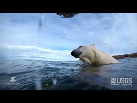 POV: Halsbandkamera zeigt Leben aus Sicht eines Eisbären lyteCache.php?origThumbUrl=https%3A%2F%2Fi.ytimg.com%2Fvi%2FBpdYUGluAlc%2Fhqdefault 