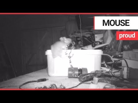 Maus räumt nachts heimlich im Werkzeugschuppen auf lyteCache.php?origThumbUrl=https%3A%2F%2Fi.ytimg.com%2Fvi%2FCIc-Eeh7IUY%2Fhqdefault 