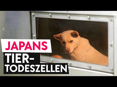Dokumentation: Japan und der Tierschutz lyteCache.php?origThumbUrl=https%3A%2F%2Fi.ytimg.com%2Fvi%2FCdv_fpwTyxw%2Fhqdefault 