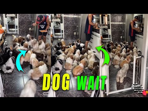 Fluff der Woche (7) lyteCache.php?origThumbUrl=https%3A%2F%2Fi.ytimg.com%2Fvi%2FDZQoXktNXW8%2Fhqdefault 