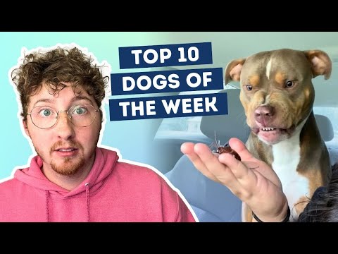 Fluff der Woche (76) lyteCache.php?origThumbUrl=https%3A%2F%2Fi.ytimg.com%2Fvi%2FDbtbGQVtG2o%2F0 