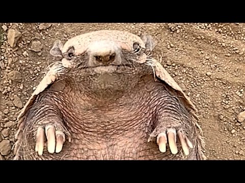 Fluff der Woche (110) lyteCache.php?origThumbUrl=https%3A%2F%2Fi.ytimg.com%2Fvi%2FDyYyaoMae-Q%2Fhqdefault 