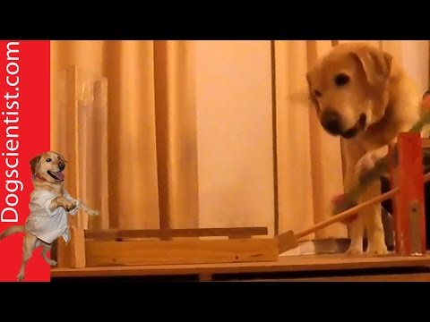 Leckerli-Automat für den smarten Hund lyteCache.php?origThumbUrl=https%3A%2F%2Fi.ytimg.com%2Fvi%2FEDyD7rigIbg%2Fhqdefault 