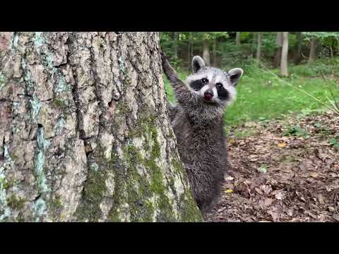 Fluff der Woche (76) lyteCache.php?origThumbUrl=https%3A%2F%2Fi.ytimg.com%2Fvi%2FESxXn0A51HQ%2F0 