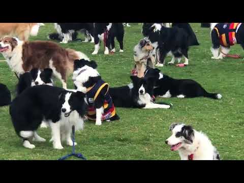 Rekord: 576 Border Collies auf einem Haufen lyteCache.php?origThumbUrl=https%3A%2F%2Fi.ytimg.com%2Fvi%2FEmlH7yRKmSY%2Fhqdefault 