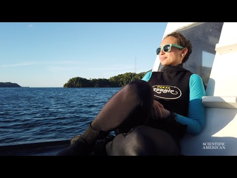 Video-Algorithmus entfernt Wasser aus Unterwasser-Aufnahmen lyteCache.php?origThumbUrl=https%3A%2F%2Fi.ytimg.com%2Fvi%2FExOOElyZ2Hk%2Fhqdefault 