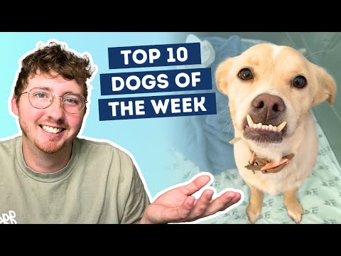 Fluff der Woche (101) lyteCache.php?origThumbUrl=https%3A%2F%2Fi.ytimg.com%2Fvi%2FFNOqudJCnWw%2Fhqdefault 