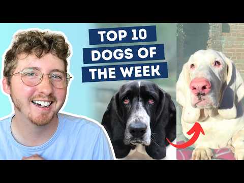 Fluff der Woche (93) lyteCache.php?origThumbUrl=https%3A%2F%2Fi.ytimg.com%2Fvi%2FFUbI0ZfMN78%2Fhqdefault 