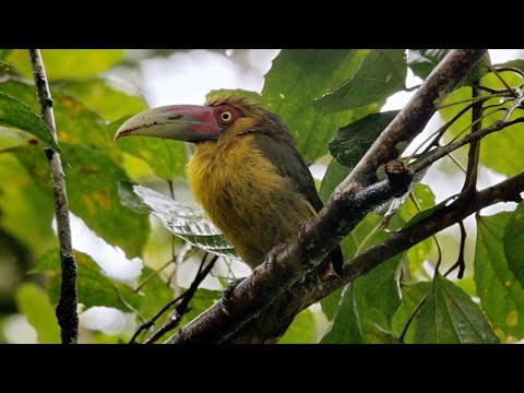 Entspannter Regenwald-Spaziergang lyteCache.php?origThumbUrl=https%3A%2F%2Fi.ytimg.com%2Fvi%2FHQkAWzspD-A%2Fhqdefault 