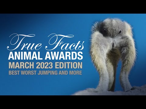 Die besten Tiere des Monats März 2023 (in bescheuerten Kategorien) lyteCache.php?origThumbUrl=https%3A%2F%2Fi.ytimg.com%2Fvi%2FIJzWVtHqspM%2Fhqdefault 