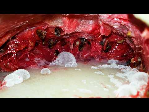 Kamera in Wassermelone zeigt, wie sie verschimmelt lyteCache.php?origThumbUrl=https%3A%2F%2Fi.ytimg.com%2Fvi%2FIRglRW_9HAc%2F0 