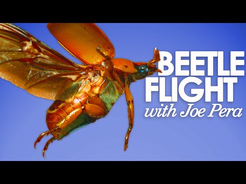 Fliegende Käfer in Superzeitlupe & Nahaufnahme lyteCache.php?origThumbUrl=https%3A%2F%2Fi.ytimg.com%2Fvi%2FIUQSZHr9h9Q%2Fhqdefault 