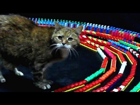 Katze vs. Dominosteine lyteCache.php?origThumbUrl=https%3A%2F%2Fi.ytimg.com%2Fvi%2FIkKzH3euwf4%2Fhqdefault 
