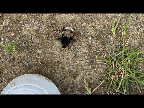 Fluff der Woche (27) lyteCache.php?origThumbUrl=https%3A%2F%2Fi.ytimg.com%2Fvi%2FKIMFLiXTa8M%2F0 