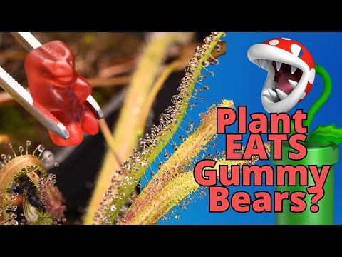 Fleischfressende Pflanze isst Gummibärchen lyteCache.php?origThumbUrl=https%3A%2F%2Fi.ytimg.com%2Fvi%2FKIZn70eNv1U%2Fhqdefault 
