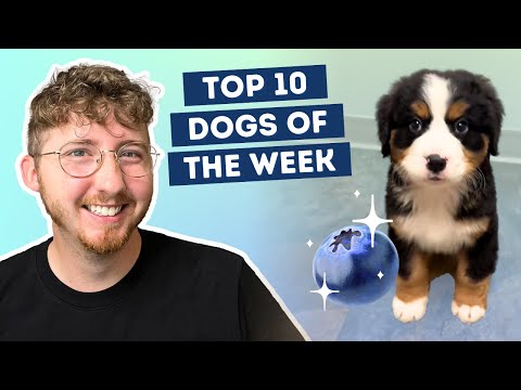 Fluff der Woche (77) lyteCache.php?origThumbUrl=https%3A%2F%2Fi.ytimg.com%2Fvi%2FKPygZ26U3u4%2F0 