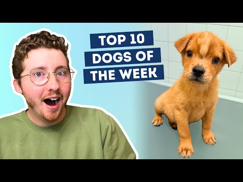 Fluff der Woche (104) lyteCache.php?origThumbUrl=https%3A%2F%2Fi.ytimg.com%2Fvi%2FKZDeMfDk5Mc%2Fhqdefault 